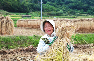 有機栽培の長野県産こしひかり